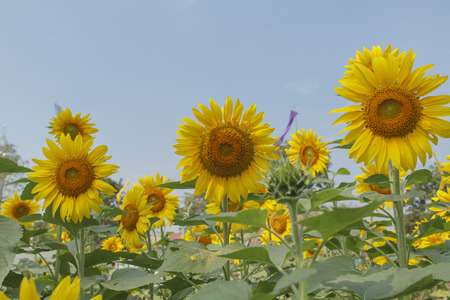 sunflowers at the field in summer on blue skyの写真素材