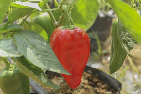 big red and green peppers and sweet peppers growing in the garden