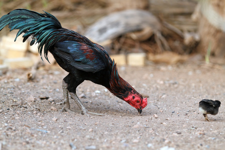 The Gamecocks were pecking and eating food.の写真素材