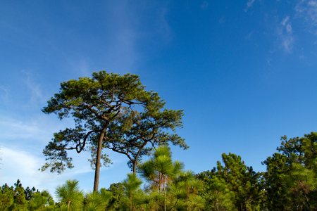 forest in sunny day and blue skyの写真素材