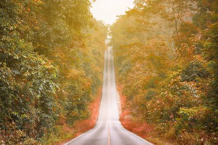 road through the green field and sunlight in forestの写真素材