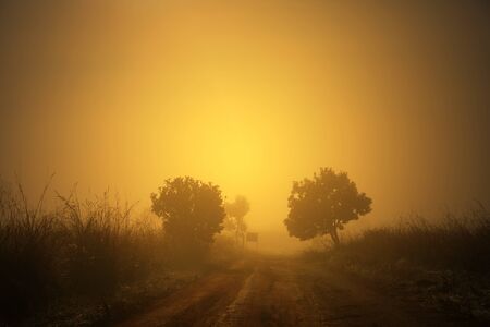 Beautiful sunset and Foggy clouds in forest at Thung Salaeng Luang National Park,Thailandの写真素材