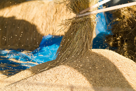 Farmers threshing Thailand.の写真素材