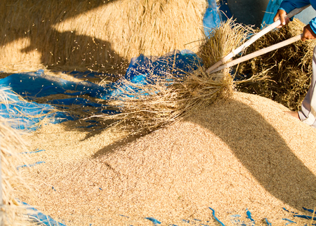Farmers threshing Thailandの写真素材