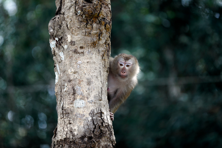 Monkey sitting on a rope on a tree.