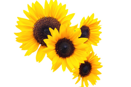 sunflower isolated on white backgroundの写真素材