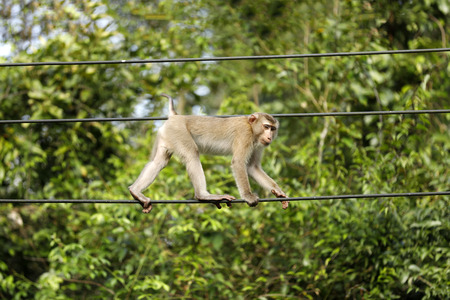 Monkeys living in the forest