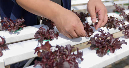Vegetables organic and Hydroponic vegetables Cabbage growing in a farmer's fieldの写真素材