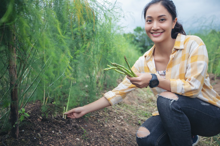 The farmer and gardeners are picking vegetables asparagus.の写真素材