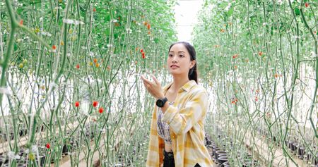 Farm worker harvesting tomatoes from organic garden