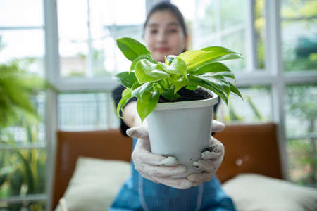 Asian woman planting and holding on the plant in the garden at home.の写真素材