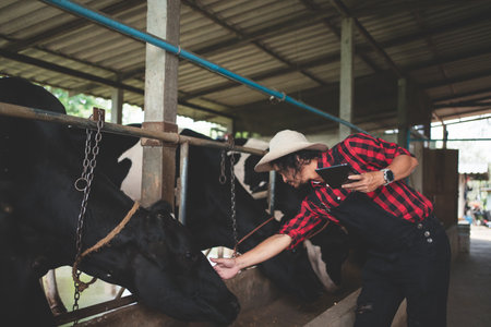 Veterinarian checking on his livestock and quality of milk in the dairy farm .Agriculture industry, farming and animal husbandry concept ,Cow on dairy farm eating hay,Cowshed.の写真素材