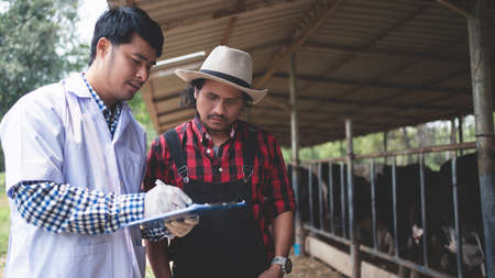 Veterinarian checking on his livestock and quality of milk in the dairy farm .Agriculture industry, farming and animal husbandry concept ,Cow on dairy farm eating hay,Cowshed.の写真素材