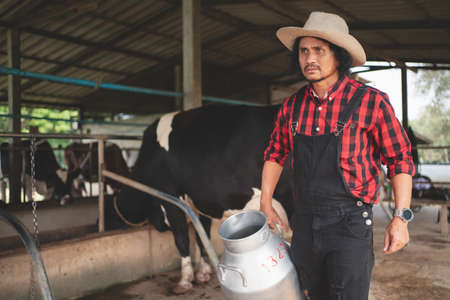 Veterinarian checking on his livestock and quality of milk in the dairy farm .Agriculture industry, farming and animal husbandry concept ,Cow on dairy farm eating hay,Cowshed.の写真素材
