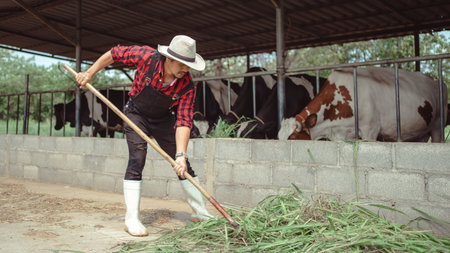 male farmer pitching hay to the cattle in the barn at dairy farm. Agriculture industry, farming and...