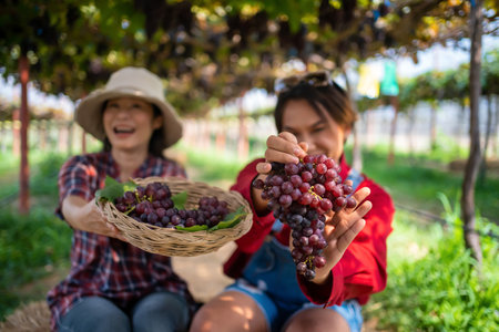 Farmers present farm produce and sell grapes online by live streaming on their mobile phones.の写真素材