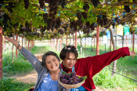 Farmers present farm produce and sell grapes online by live streaming on their mobile phones.の写真素材