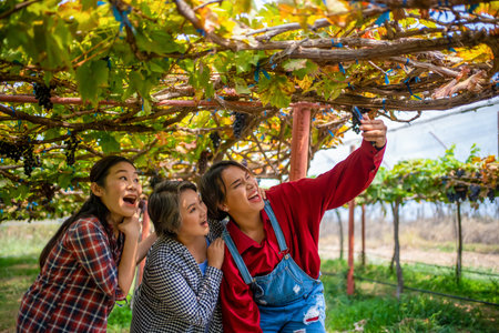 The owner of the vineyard is taking tourists to visit the vineyard and take pictures.の写真素材