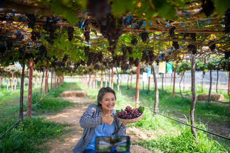 Farmers present farm produce and sell grapes online by live streaming on their mobile phones.