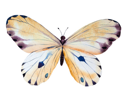 Hand Painted watercolor butterfly. Illustration for your designの写真素材