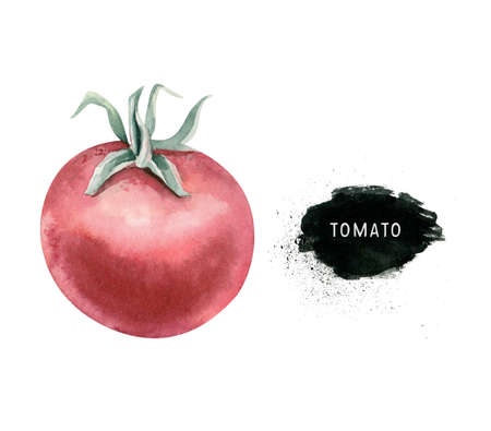 Vegetables vitamin healthy green organic hand drawn watercolor diet menu with tomato fresh illustration. Isolated tomatos on white sketch.の写真素材