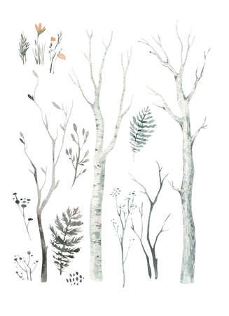 Scandinavian Watercolor natural set of green trees, birch and pine, mountain ash, forest. Winter vintage collection isolated on white background. Woodland design elementsの写真素材