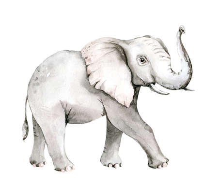Watercolor frican elephant animal isolated on white background. Savannah wildlife cartoon zoo safari poster. Jungle decorationの写真素材