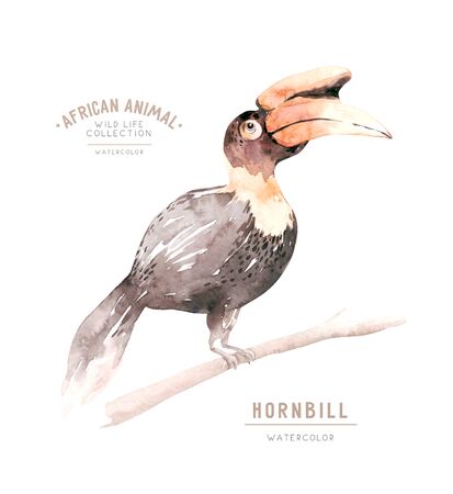 Hand drawn watercolor tropical hornbill birdt of African Exotic rose bird illustrations, jungle tree, brazil trendy art. Perfect for fabric design.の写真素材