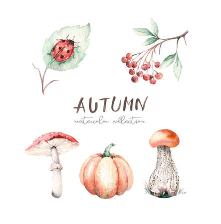 Watercolor illustration with mashrooms, branches, leaves and berries. Set of autumn forest plants. Collection of herbarium garden.の写真素材