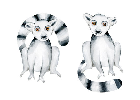 Watercolor illustration of a lemur in white background. Madagascar fauna zoo exotic lemurs animal. Tropical design posterの写真素材