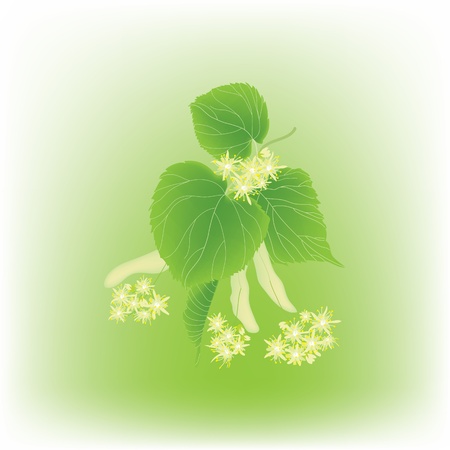 Blossoming linden branchのイラスト素材