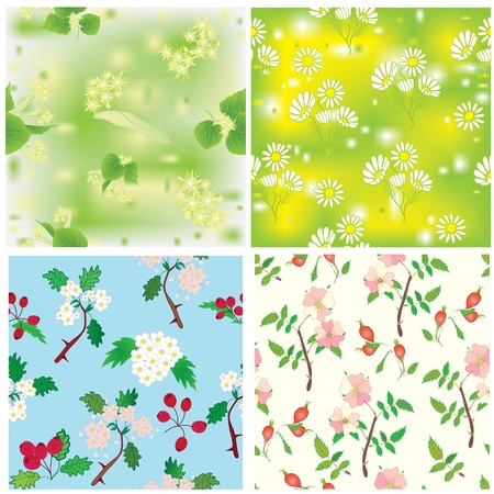 Set of seamless compositions with officinal plantsのイラスト素材