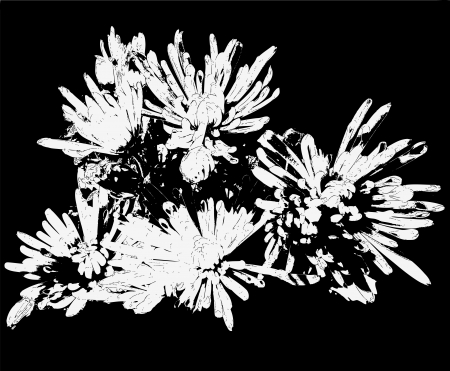 Sketch of white grunge chrysanthemums on black backgroundのイラスト素材