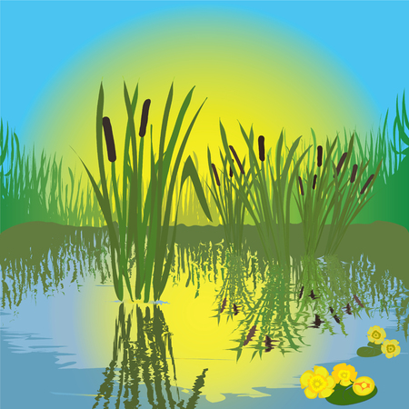 A landscape of pond, grass, bulrush, candock with the sunrise. Reflection in waterのイラスト素材