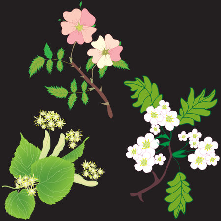 Seamless pattern with branches with flowers of officinal plans - linden tree, hawthorn, dog rose on black background for web designのイラスト素材