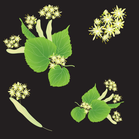 Floral seamless pattern with linden inflorescence on black background for web designのイラスト素材