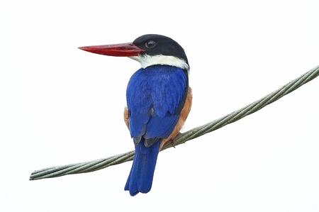 Black-capped Kingfisherの写真素材