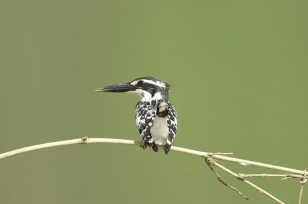 Pied Kingfisherの写真素材