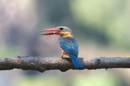 Stork-billed Kingfisherの写真素材