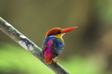 Black-backed Kingfisherの写真素材