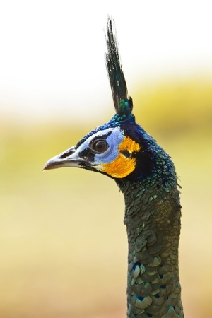 Green Peafowの写真素材