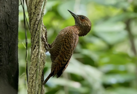 Rufous Woodpecker bird on the treeの写真素材