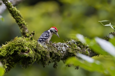 Stripe-breasted Woodpecker bird on the treeの写真素材