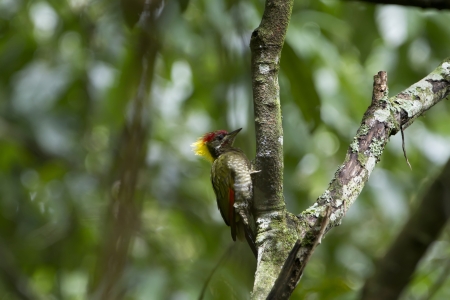 Lesser Yellownape bird on the treeの写真素材