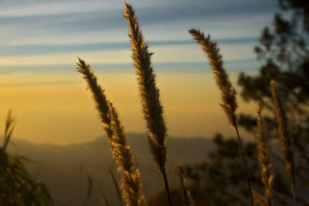  flower on the Mountain