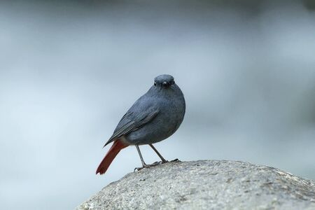 Bird on the rockの写真素材