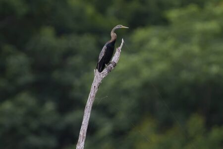 Oriental Darter Bird on the Treeの写真素材