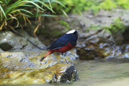 River Chat Bird on the rockの写真素材