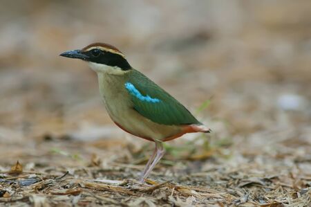 Fairy Pitta Bird on the groundの写真素材