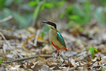 Fairy Pitta Bird on the groundの写真素材